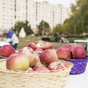 Másfél tonna almát osztottak szét Egerben